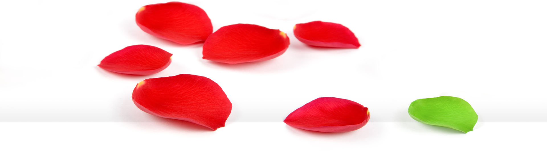 Pétalos de rosa